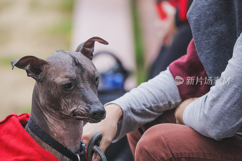 这是一种秋季流行的墨西哥裸体狗，也叫Xolo, Xoloitzcuintli或墨西哥无毛狗，由主人用皮带牵着。